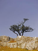 Yorkshire Dales 3